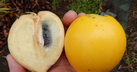 fruta abiu-4